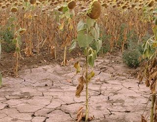 Спека може негативно вплинути на врожай наступного року на Запоріжжі